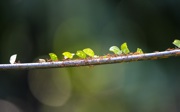 Blätter wandern durch den tropischen Regenwald
